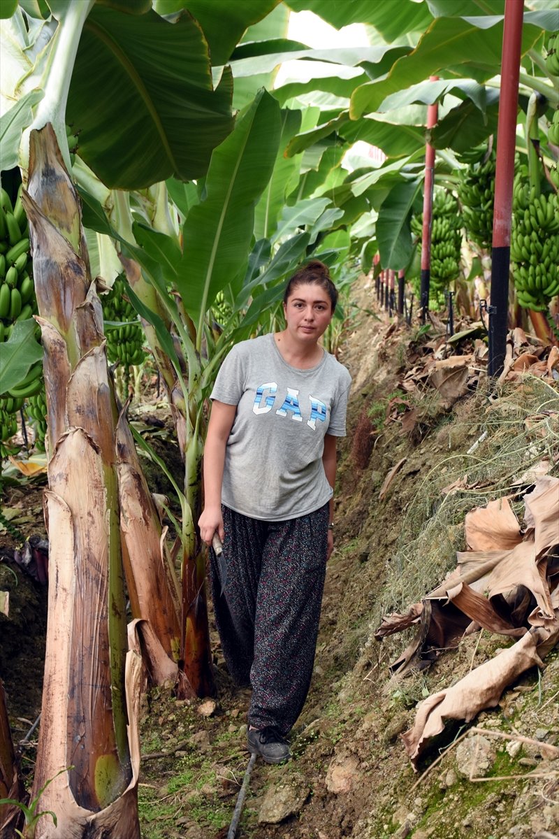 Girişimci Kadın, Devlet Desteğiyle Muz Üreticisi Oldu
