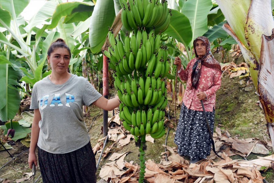 Girişimci Kadın, Devlet Desteğiyle Muz Üreticisi Oldu