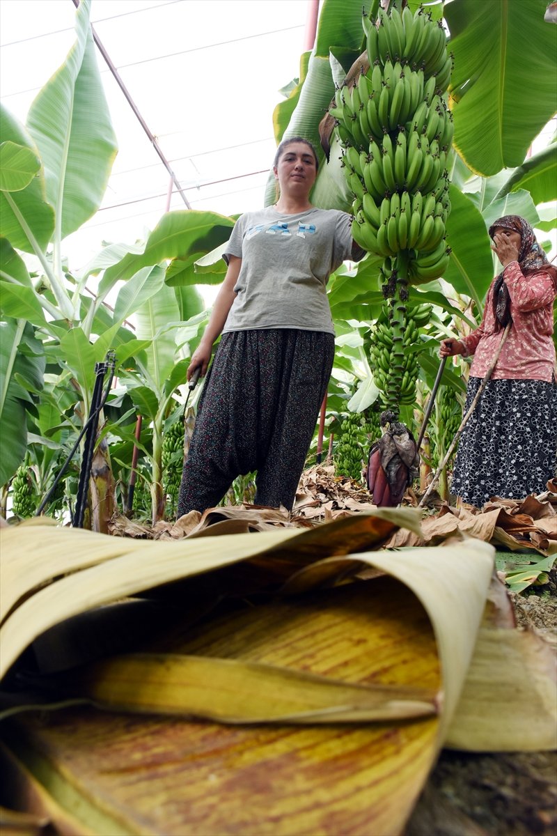 Girişimci Kadın, Devlet Desteğiyle Muz Üreticisi Oldu