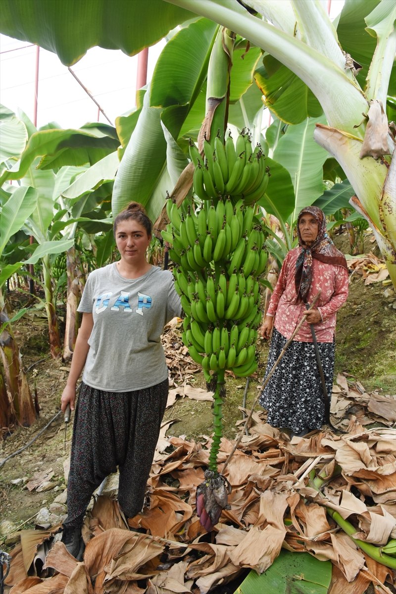 Girişimci Kadın, Devlet Desteğiyle Muz Üreticisi Oldu