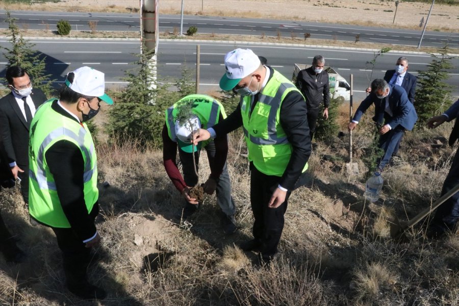 Ktb Ve Kayema İşbirliğiyle Hatıra Ormanı Oluşturuldu