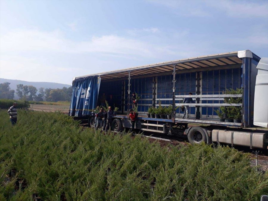 Eskişehir Ve Afyonkarahisar'da 119 Bin Fidan Toprakla Buluşturulacak