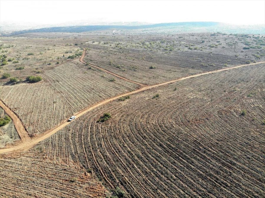 Eskişehir Ve Afyonkarahisar'da 119 Bin Fidan Toprakla Buluşturulacak
