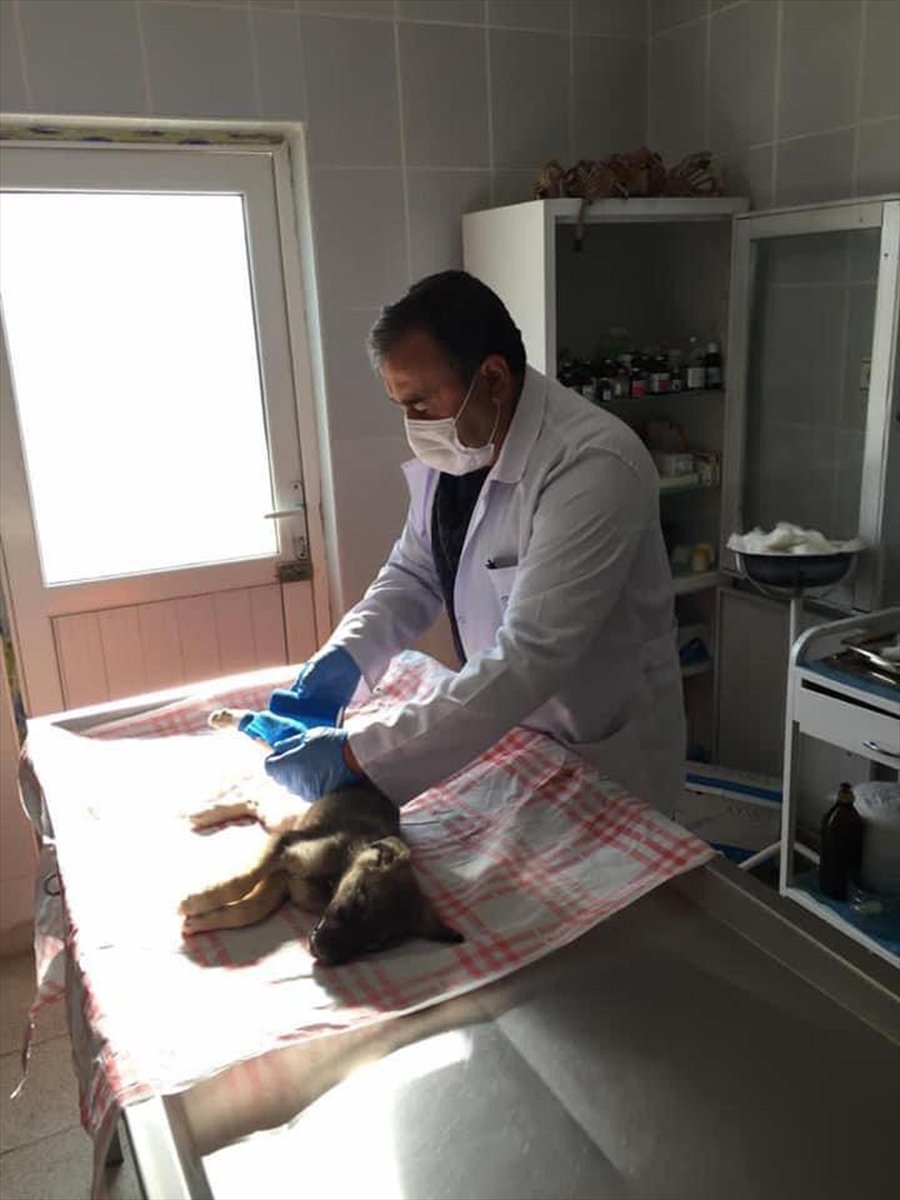 Kahramankazan'da Yaralı Bulunan Köpek Yavrusu Tedavi Edildi