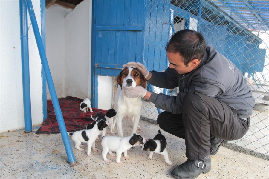 Kahramankazan'da Yaralı Bulunan Köpek Yavrusu Tedavi Edildi
