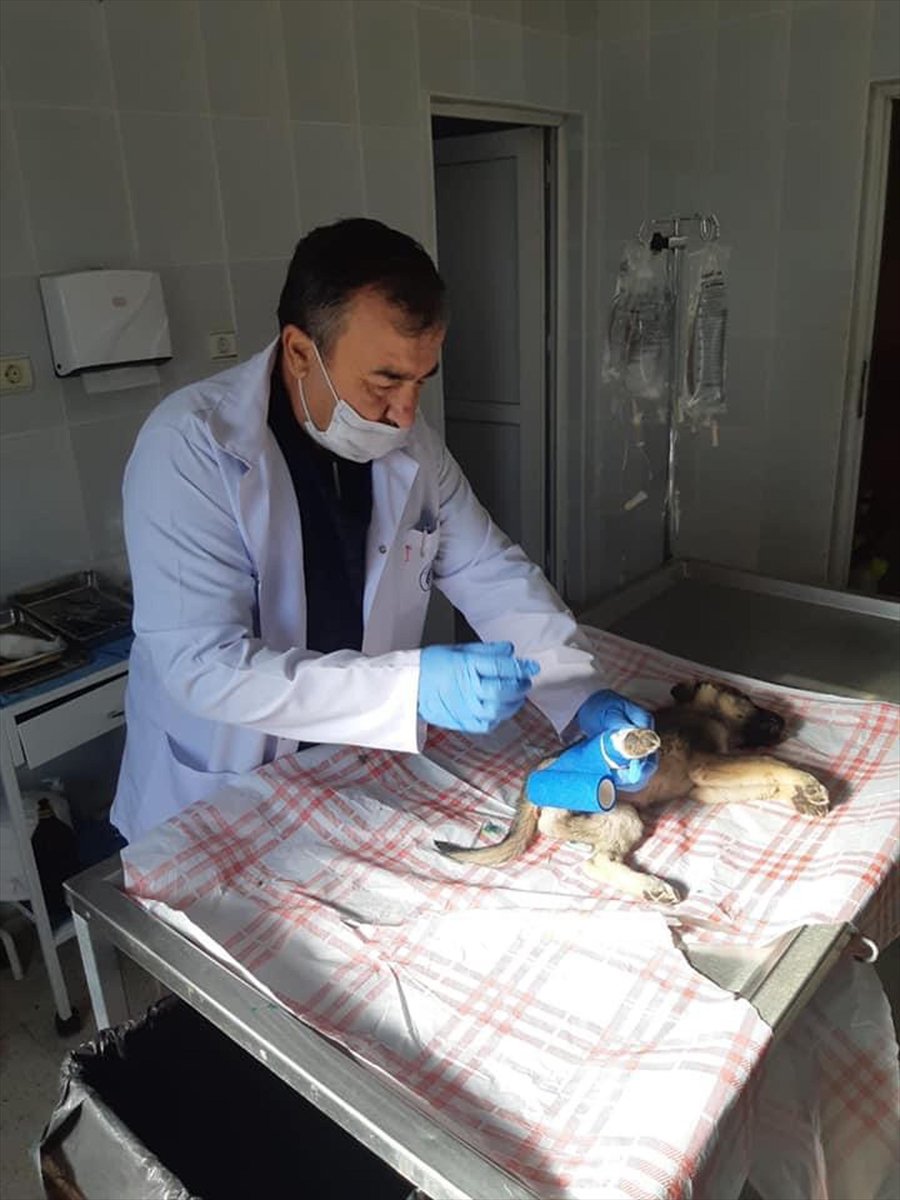 Kahramankazan'da Yaralı Bulunan Köpek Yavrusu Tedavi Edildi