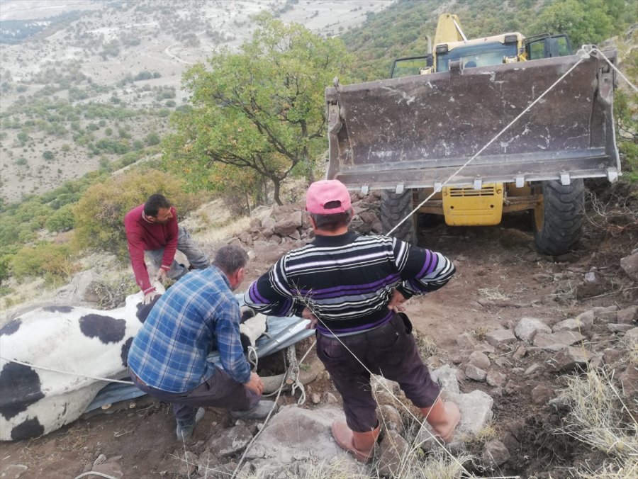 Konya'da Kayalıklara Düşen Gebe İneği Belediye Ekipleri Kurtardı
