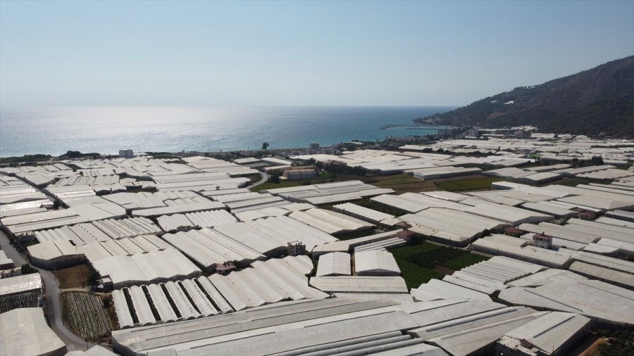 Tescilli Anamur Muzunda Üretim Alanları Genişliyor