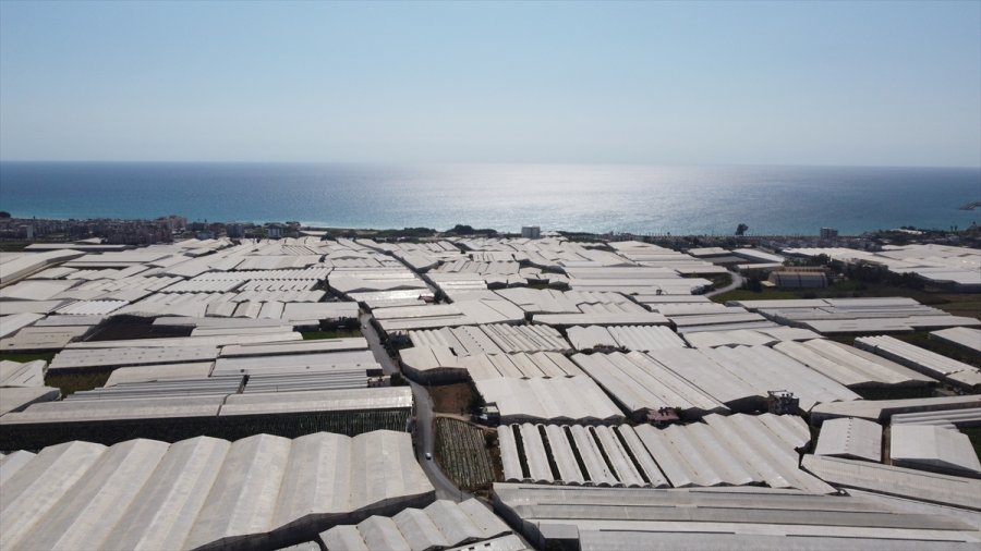 Tescilli Anamur Muzunda Üretim Alanları Genişliyor