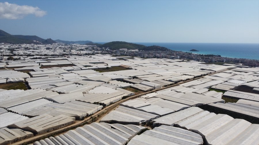 Tescilli Anamur Muzunda Üretim Alanları Genişliyor