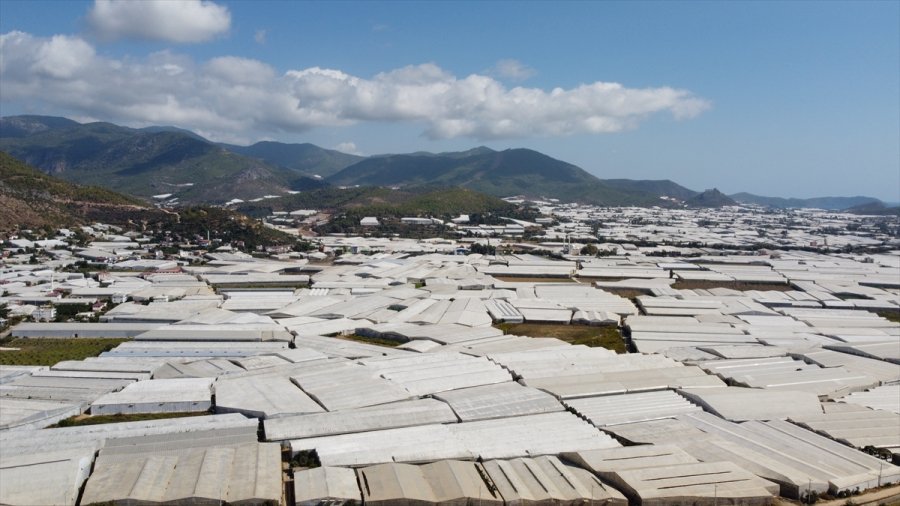 Tescilli Anamur Muzunda Üretim Alanları Genişliyor