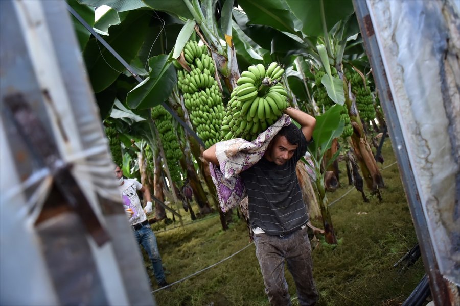 Tescilli Anamur Muzunda Üretim Alanları Genişliyor