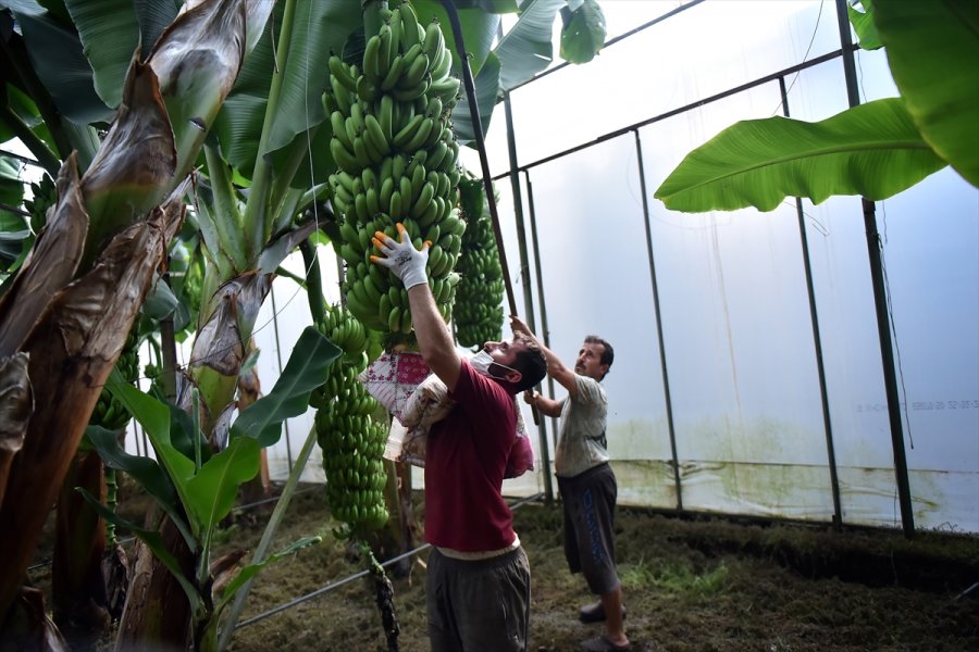 Tescilli Anamur Muzunda Üretim Alanları Genişliyor