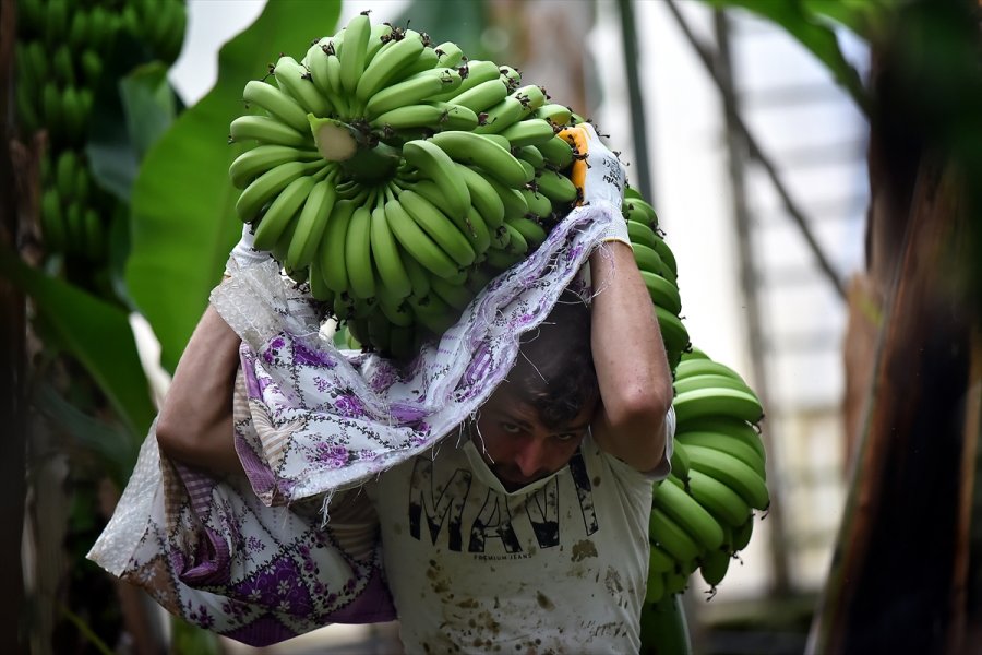 Tescilli Anamur Muzunda Üretim Alanları Genişliyor