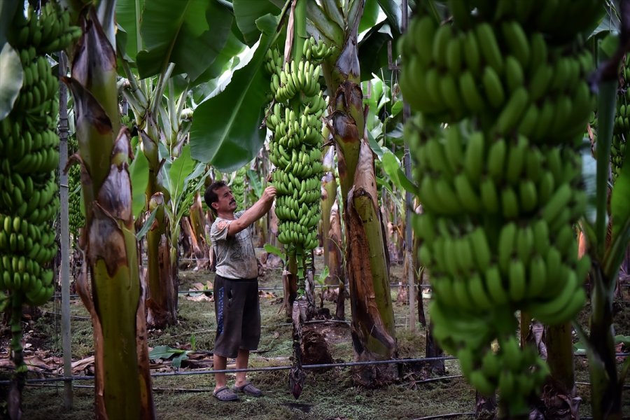 Tescilli Anamur Muzunda Üretim Alanları Genişliyor
