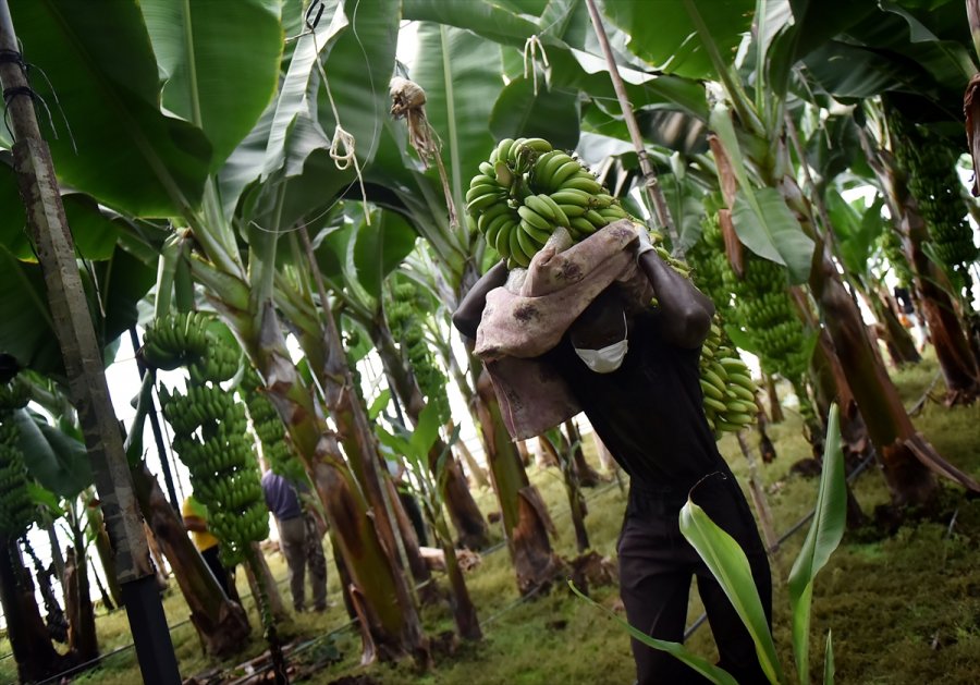 Tescilli Anamur Muzunda Üretim Alanları Genişliyor