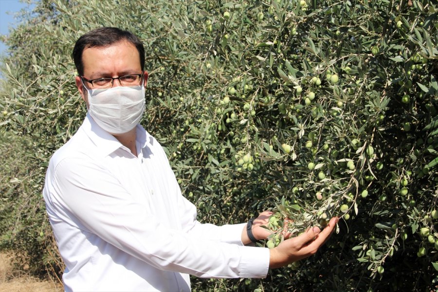 Mersin Orijinli Zeytin Çeşitleri Koruma Altına Alındı