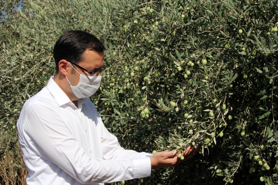 Mersin Orijinli Zeytin Çeşitleri Koruma Altına Alındı