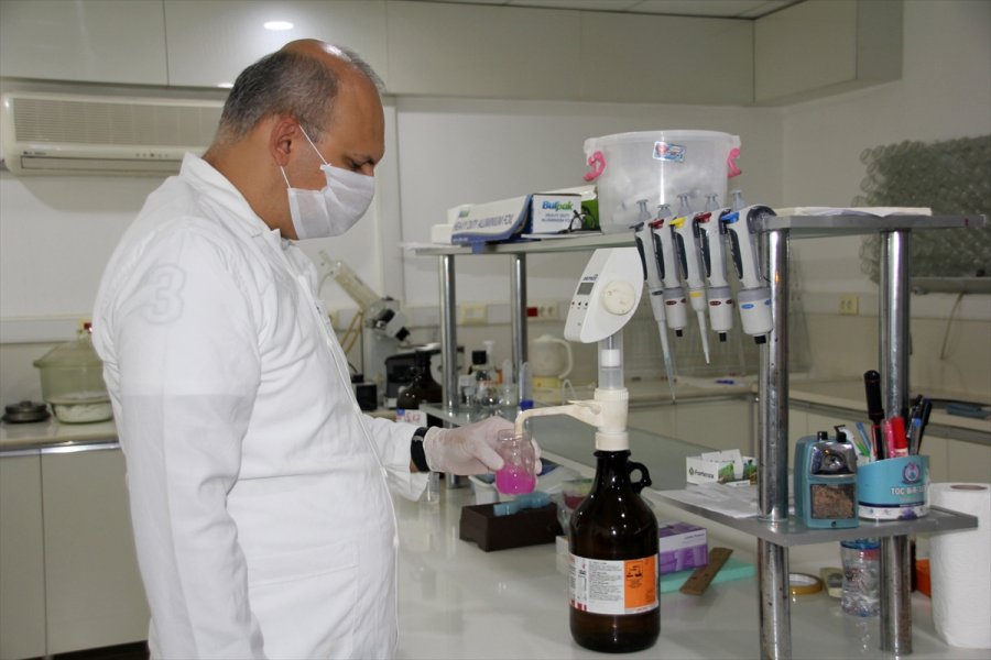 Mersin Orijinli Zeytin Çeşitleri Koruma Altına Alındı