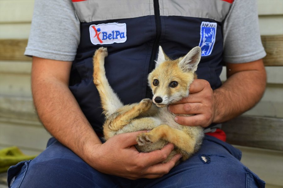 Başkentte Yaralı Halde Bulunan Yırtıcı Kuşlar Ve Tilki Doğaya Salındı