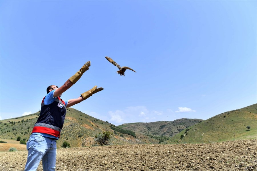 Başkentte Yaralı Halde Bulunan Yırtıcı Kuşlar Ve Tilki Doğaya Salındı