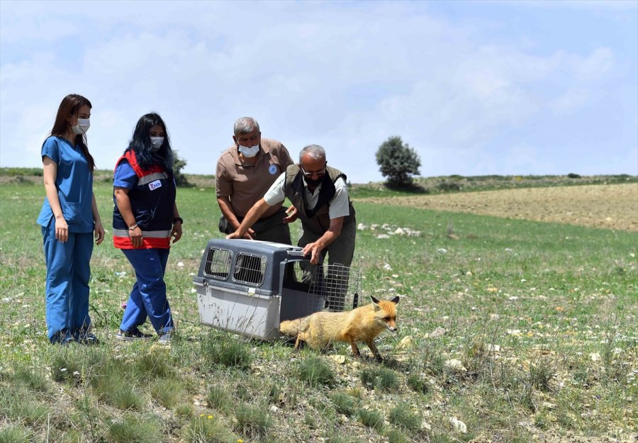 Başkentte Yaralı Halde Bulunan Yırtıcı Kuşlar Ve Tilki Doğaya Salındı
