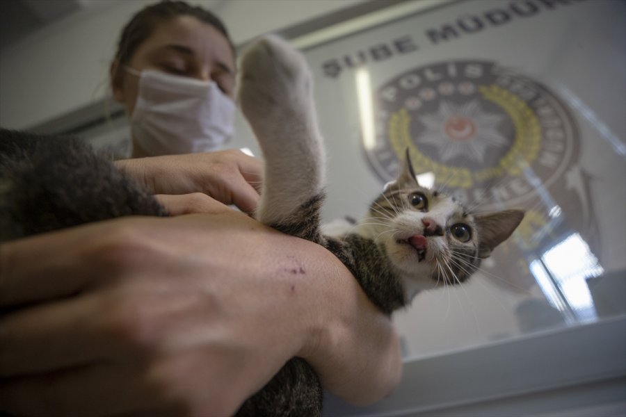 Üç Kedi Yavrusu Emniyetin Maskotu Oldu