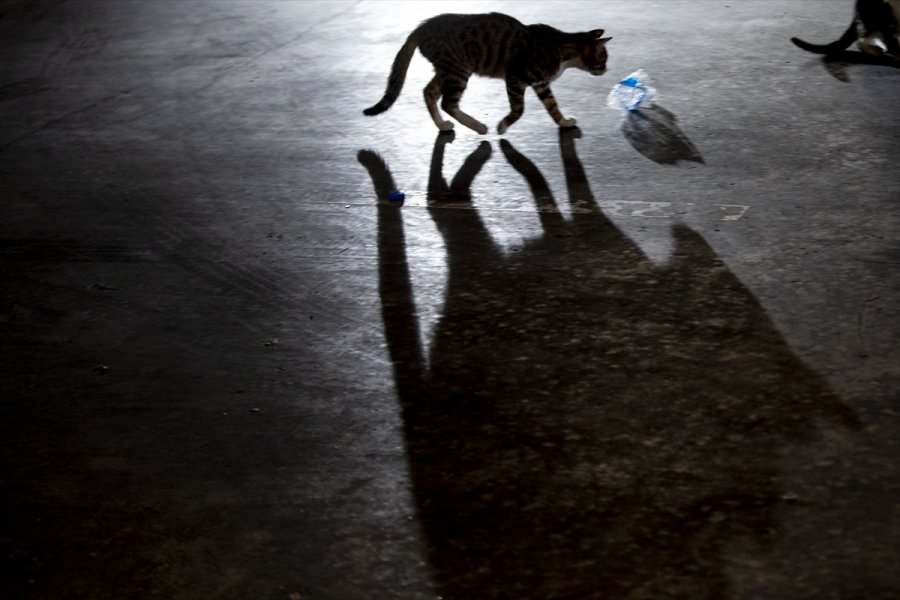 Üç Kedi Yavrusu Emniyetin Maskotu Oldu