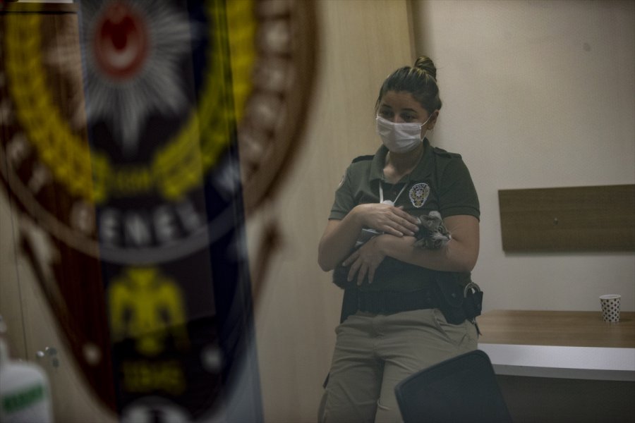 Üç Kedi Yavrusu Emniyetin Maskotu Oldu