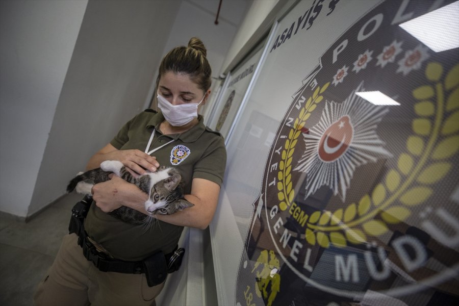 Üç Kedi Yavrusu Emniyetin Maskotu Oldu