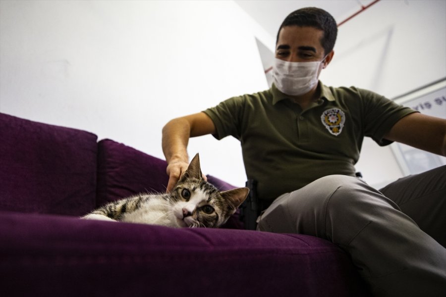 Üç Kedi Yavrusu Emniyetin Maskotu Oldu