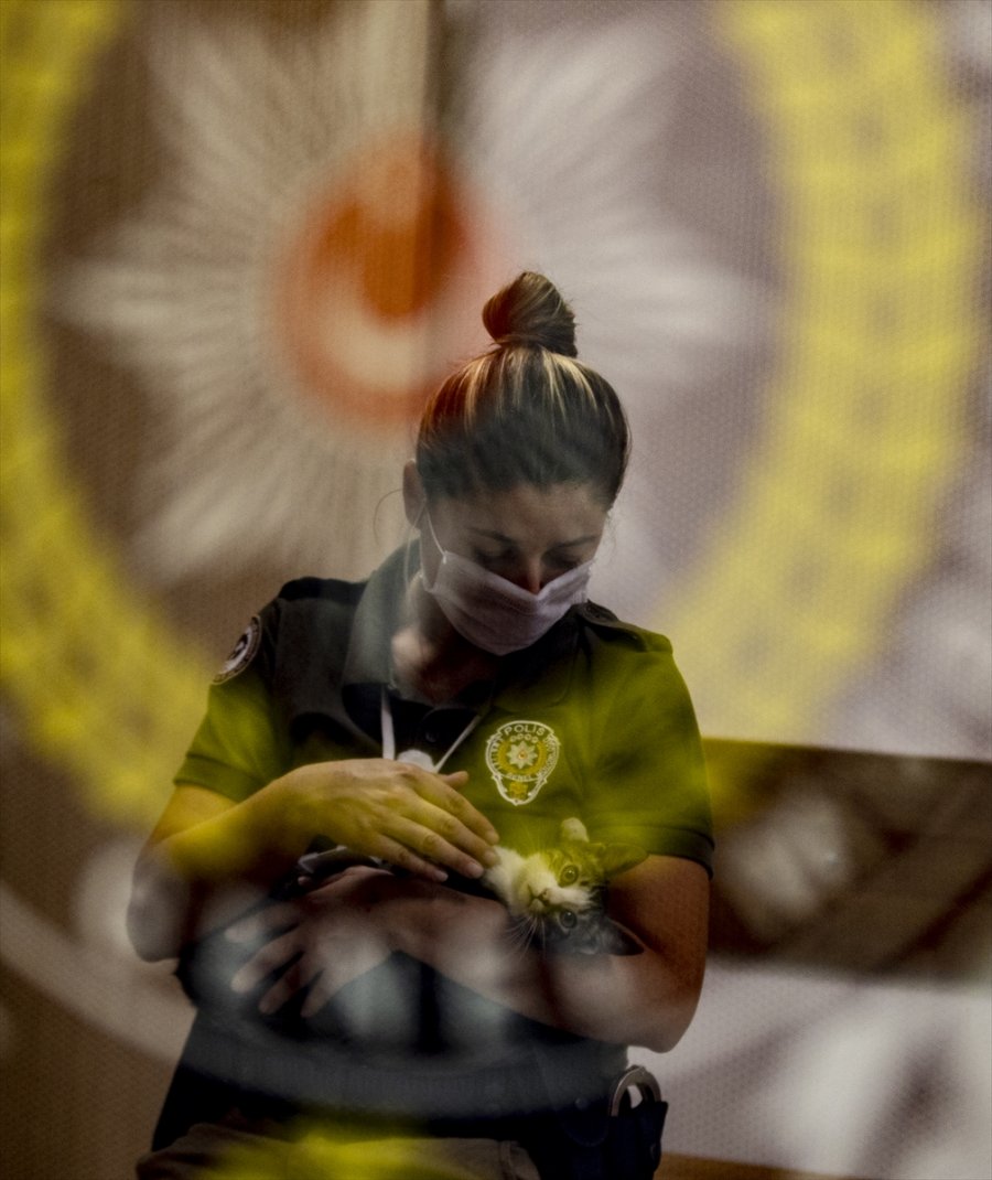 Üç Kedi Yavrusu Emniyetin Maskotu Oldu