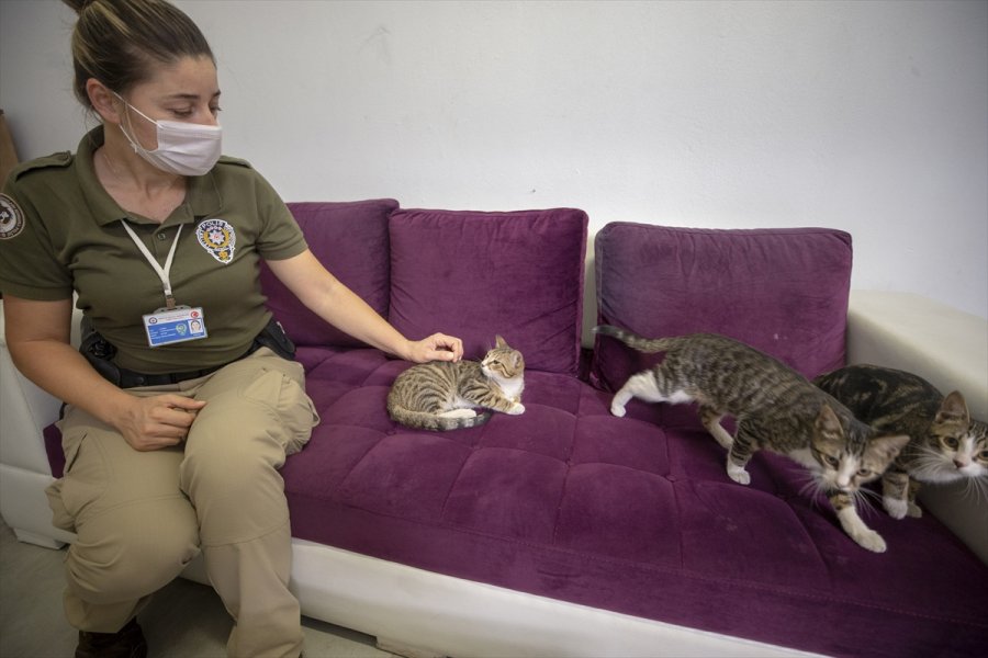 Üç Kedi Yavrusu Emniyetin Maskotu Oldu