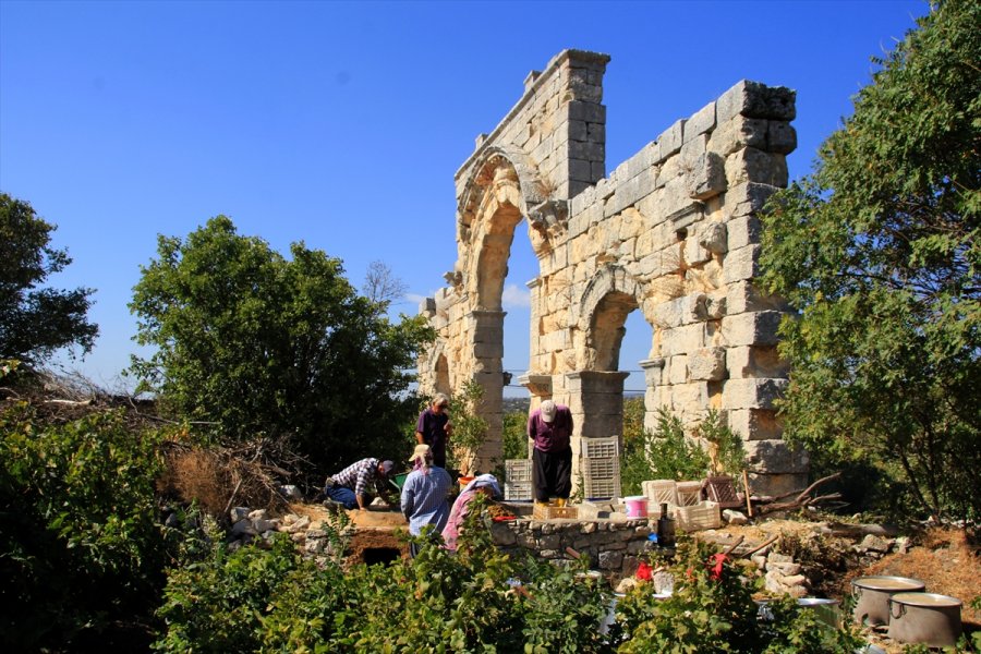 Uzuncaburç Antik Kenti'nde Üzüm Pekmezi Yapma Geleneği Binlerce Yıldır Sürüyor