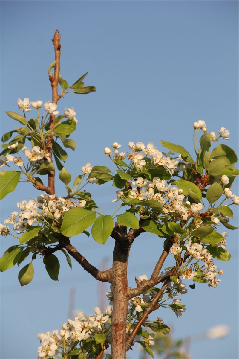 Mersin'de Armut Ağaçları Kasım Ayında Çiçek Açtı