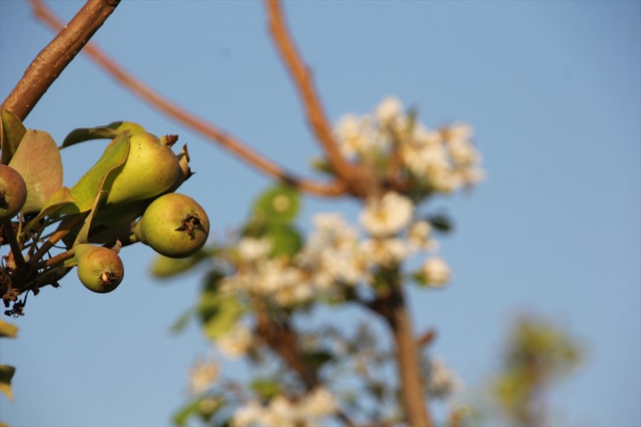 Mersin'de Armut Ağaçları Kasım Ayında Çiçek Açtı