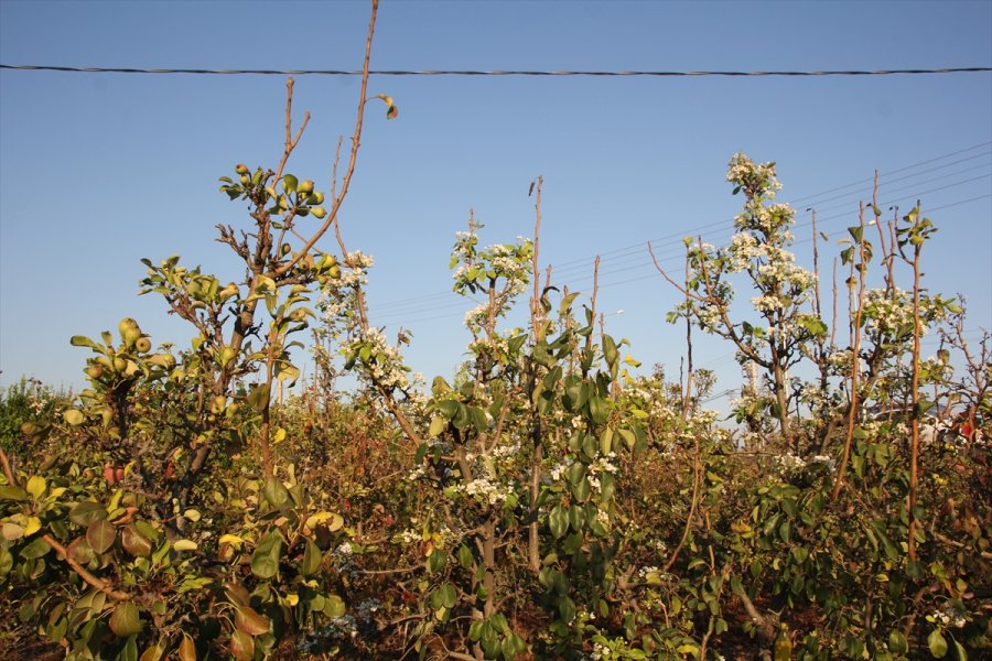 Mersin'de Armut Ağaçları Kasım Ayında Çiçek Açtı