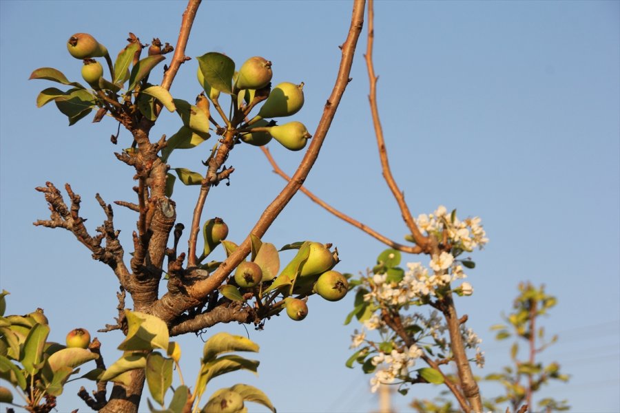 Mersin'de Armut Ağaçları Kasım Ayında Çiçek Açtı