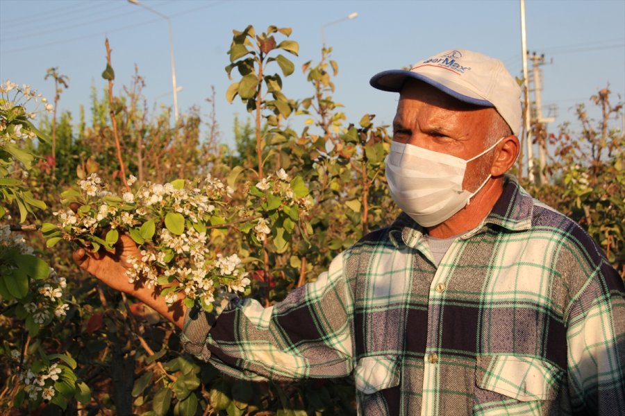Mersin'de Armut Ağaçları Kasım Ayında Çiçek Açtı