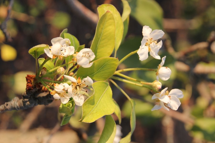 Mersin'de Armut Ağaçları Kasım Ayında Çiçek Açtı