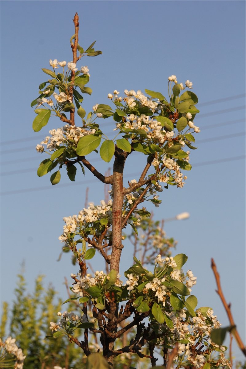 Mersin'de Armut Ağaçları Kasım Ayında Çiçek Açtı