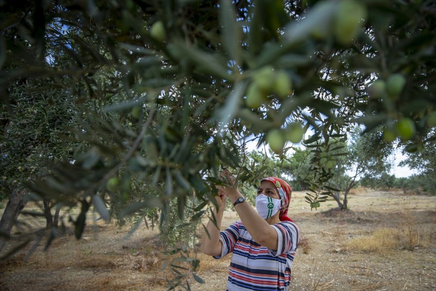 Antalya'da Zeytin Bahçelerinde Hasat Hareketliliği