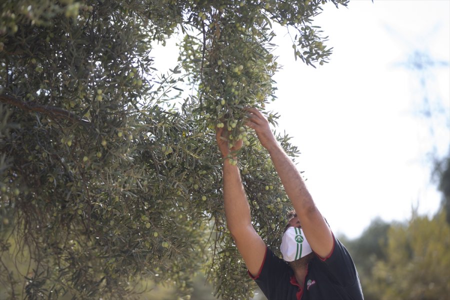 Antalya'da Zeytin Bahçelerinde Hasat Hareketliliği