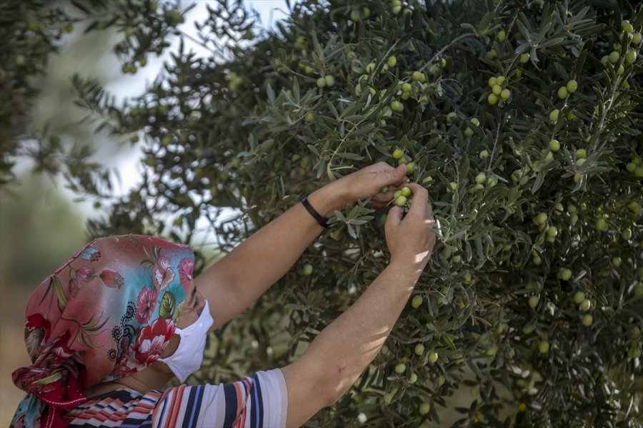 Antalya'da Zeytin Bahçelerinde Hasat Hareketliliği