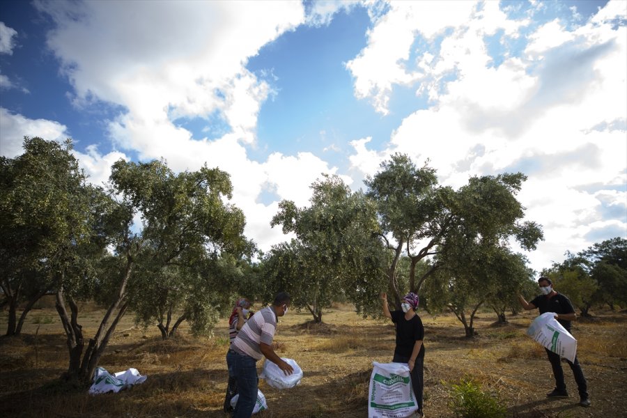Antalya'da Zeytin Bahçelerinde Hasat Hareketliliği