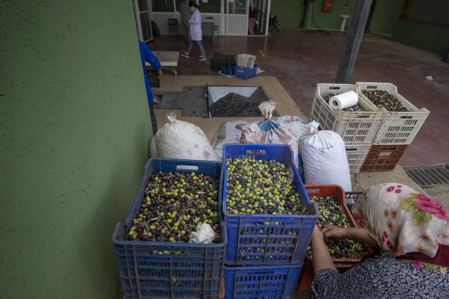 Antalya'da Zeytin Bahçelerinde Hasat Hareketliliği