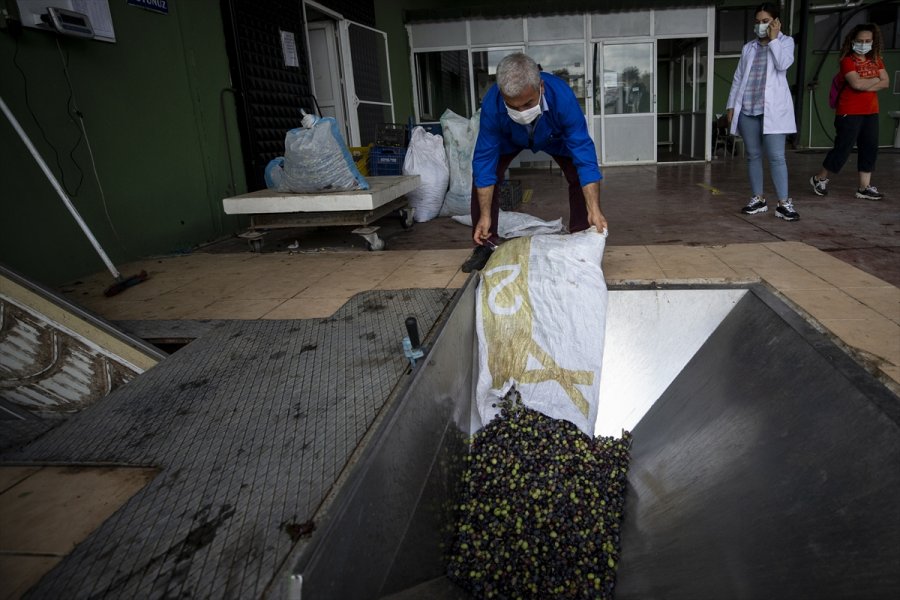 Antalya'da Zeytin Bahçelerinde Hasat Hareketliliği