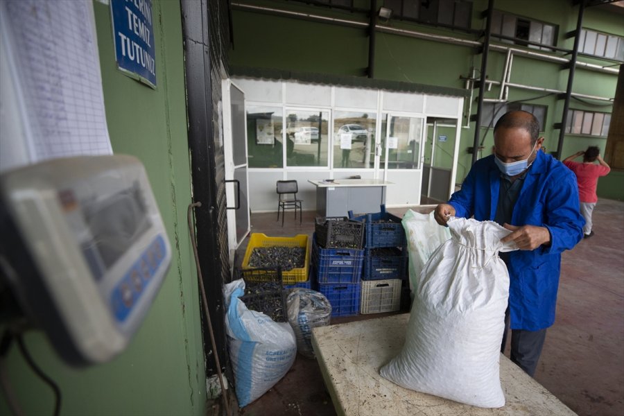 Antalya'da Zeytin Bahçelerinde Hasat Hareketliliği