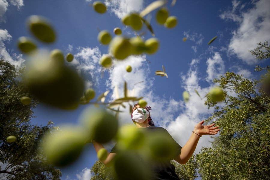 Antalya'da Zeytin Bahçelerinde Hasat Hareketliliği