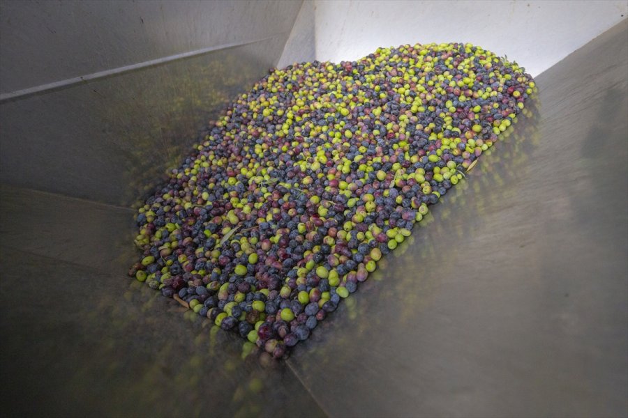 Antalya'da Zeytin Bahçelerinde Hasat Hareketliliği